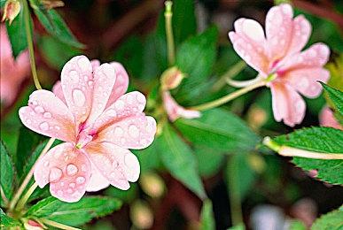 Roguelike新作《Ravenswatch》4＆6登陆抢先体验